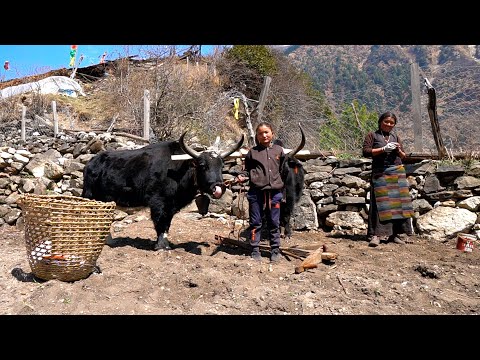 Tibetan Village Life high in the Himalayas. Life in the