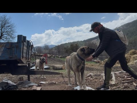 BABAMLA OĞLAK AYIRMA KÖPEKLERLE ÇOBANLIK