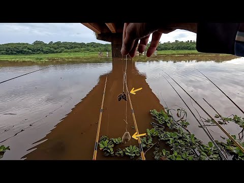 Pescaria de curimba no Rio turvo após a chuva a água ficou