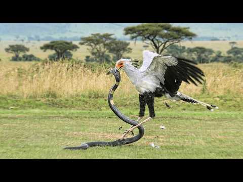 When a Cobra Meets Its Worst Match (You Won’t Believe the