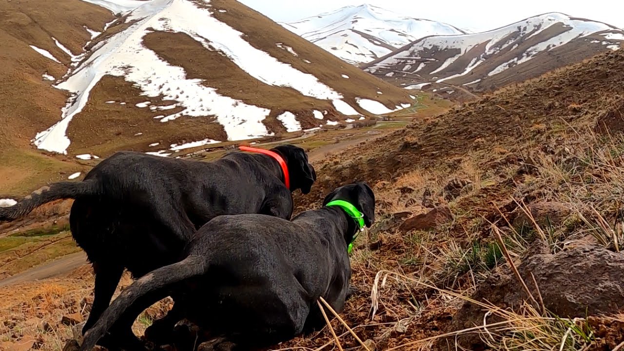 YÜKSEK ZİRVELERDE AV KÖPEĞİ İLE KEKLİK AVIPARTRİDGE