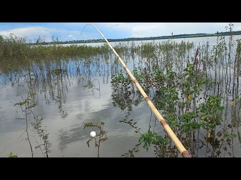 Usei cebo de boi para pescar traíra na tempestade só as