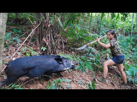 Wild boar has been caught in a trap, skills for setting