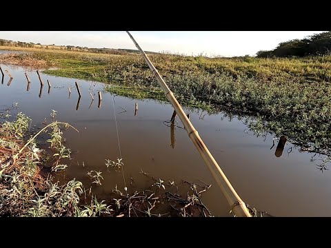 Pescaria de corvinas no bambu Rio baixou elas ficaram só no