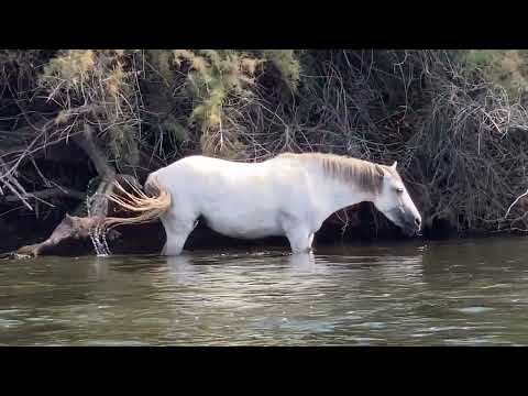 Surrounded by Wild Horses on the Salt River, AZ | SUP