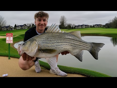 Golf Course Pond Fishing for GIANT Hybrid Fish (Wipers)