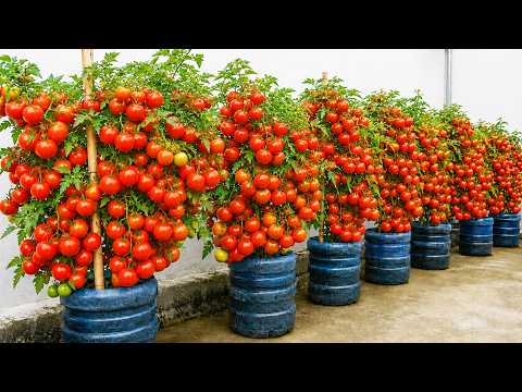 Growing Tomatoes in Bottles on Balcony for Fresh Fruit All