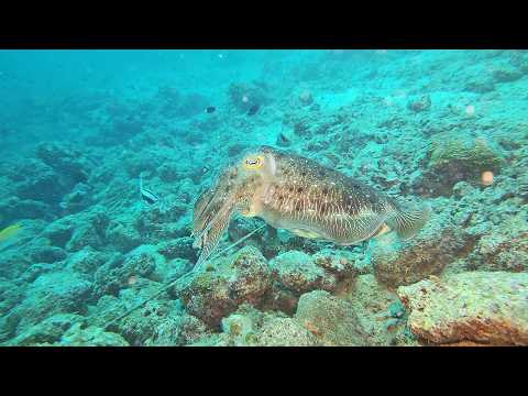 Scuba Diving Mabul Island Malaysia 2