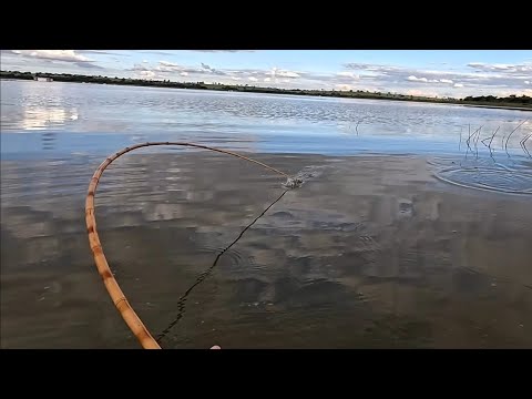 Ilha das tilápias selvagens no Rio marinheiro foi surreal,
