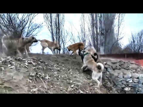 BU KÖPEKLER RAHAT DURMUYOR--SONUNDA OLANLAR OLDU