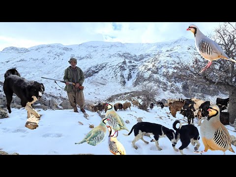 Jahangir and the sheep in the snow battle: The true story