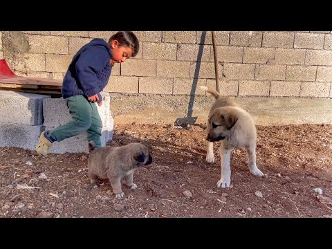 1 AYLIK ENİK 3 AYLIK ENİĞE KAFA TUTUYOR--KÜÇÜKLERE EV
