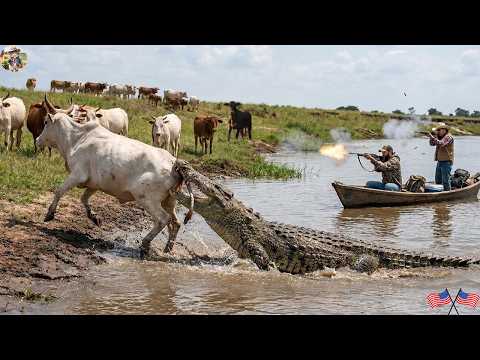 Giant Alligator Attacks Livestock, Forcing Texas Farmer to