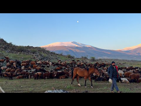 YAĞMURLARDAN SONRA SICAK BİR GÜNEŞ - KURT KOVALAYAN KÖPEKLER
