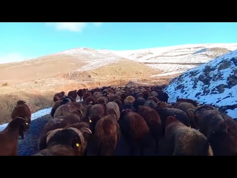 KARLI DAĞLARI TERK ETME ZAMANI YOLCULUK BAŞLADI AŞAĞIDAKİ