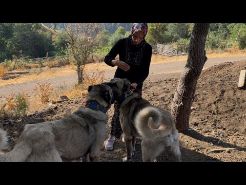 KÖY HAYATI BALKON İNŞAATI 2 // KÖPEKLER SÜRÜDE