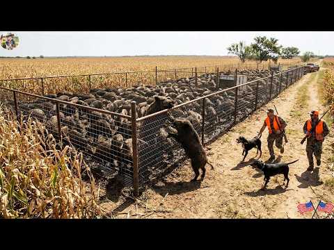 How Did a Trap Hidden in a Cornfield Catch Hundreds of Wild