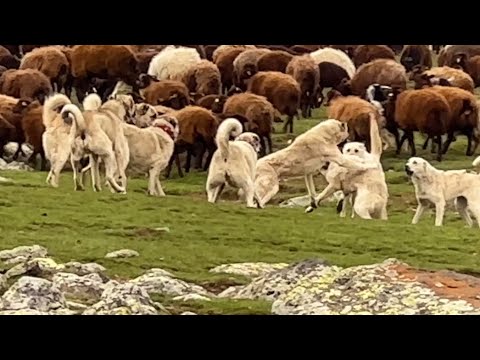 SÜRÜNÜN İÇİNDE KÖPEKLERİN KAVGASI(6 BÖLÜM)