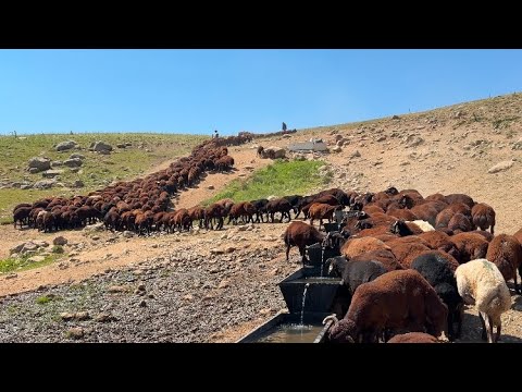 ERKEK KUZULARI AYIRDIK- SÜRÜYE GELEN KURT