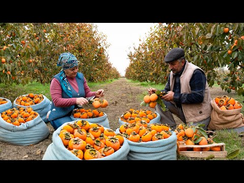 The Last Persimmon Harvest Of The Year + Cozy Autumn Baking