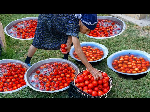 PRESERVE FRESH TOMATOES FOR YEARS | HARVESTING FROM GARDEN