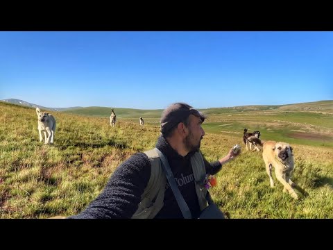 KÖPEKLER İYİ EKİP OLMUŞLAR—YILIN SON MANTARLARI