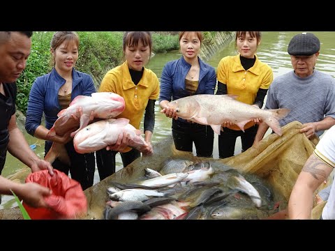 Traditional Fishing With Fishing Nets, Harvest a Lot Of Big