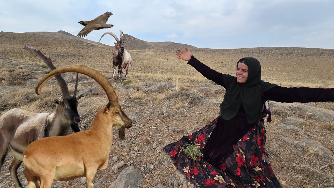 A herd of ibex, mountain plants, and a chick
