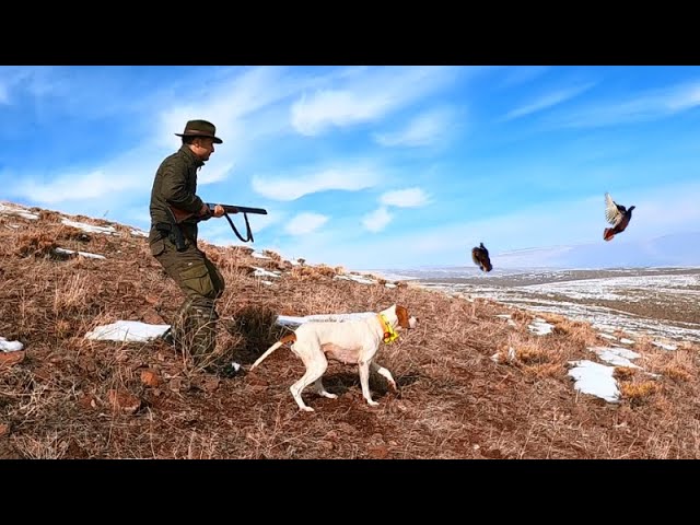 2021 tavşan keklik avlarıPartridge huntPartridge and rabbit