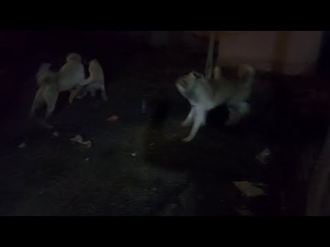 ORTALIK KARIŞTI PALAZ İLE HIRÇO BİRBİRİNE GİRDİ