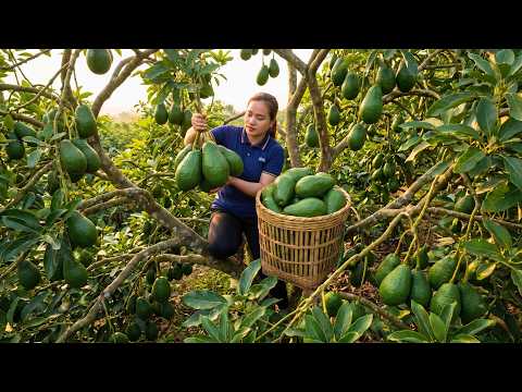 Harvesting Fresh Avocados from Tall Trees – An Abundant
