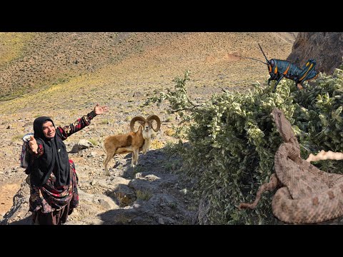 Giant locusts attack Kulthum: Snakes and wild rams in the
