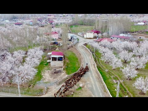MEMLEKETİMDE BAHAR MANZARALARI - DİŞİ KÖPEK BOZOYA DİŞİNİ