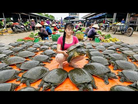 How To Catch Giant Turtles In Rock Crevices For Sale
