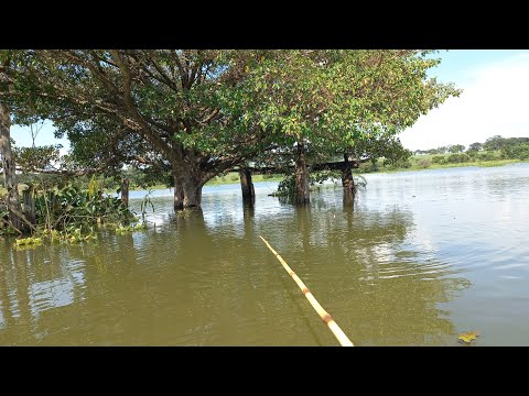 Pescaria caipira no Rio turvo esse lugar só tem Bruto isca
