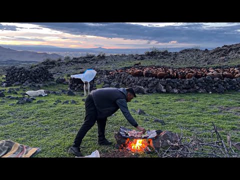 DAĞDA ET KEYFİ KURTLAR RAHAT DURMUYOR ATIMIZ DOĞURDU