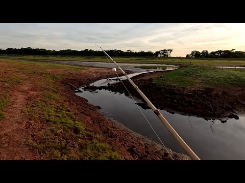 Pescaria de tucunaré e traíra e veja a quantidade de