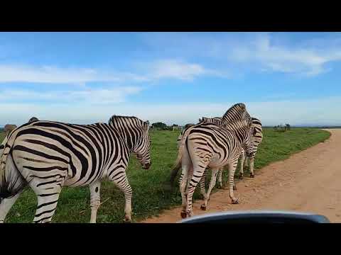 Up Close with Zebras in Addo