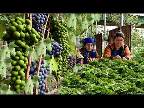 Harvesting Grape Leaves | Cooking Dolma | Rainy Day In