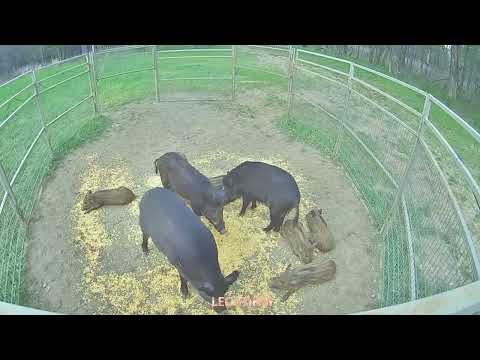 I Never Expected An Overnight Wild Boar Trap To Be This