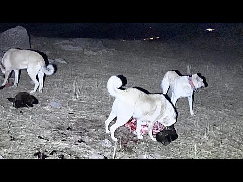 2 KOYUN ÖLÜNCE KÖPEKLERE ZİYAFET OLDU - DAĞLARA KAR YAĞDI
