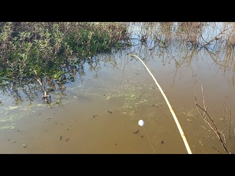 Voltamos na ilha das tilápias, dessa vez saiu até piauçu e
