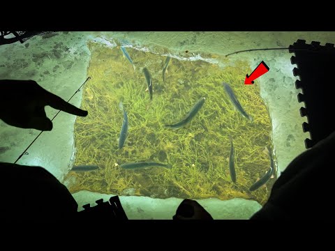 MEGA SCHOOLS of Trout Swim UNDER US (Sight-fishing in