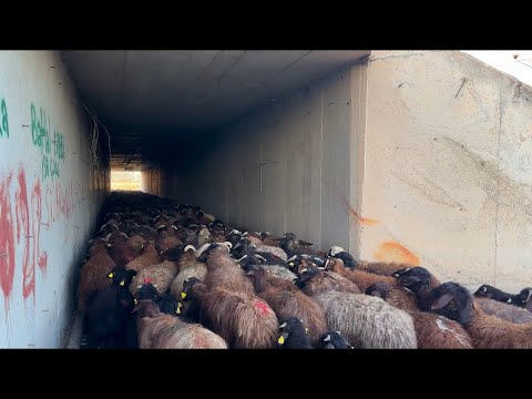ZORLU GEÇİT KOYUNLAR BİRBİRİNİN ÜZERİNE ÇIKIYORDU - 2 GÜN