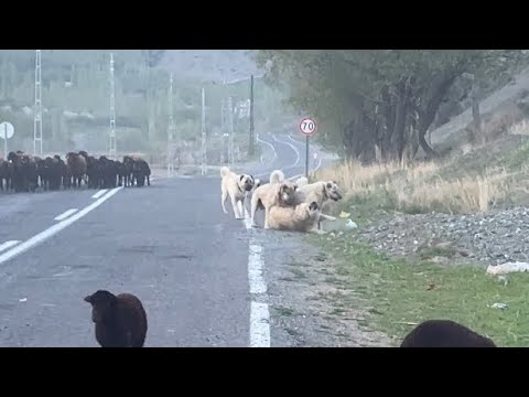 KÖPEKLER ARASINDA UFAK Bİ GERGİNLİK - YOLCULUKTA SICAK