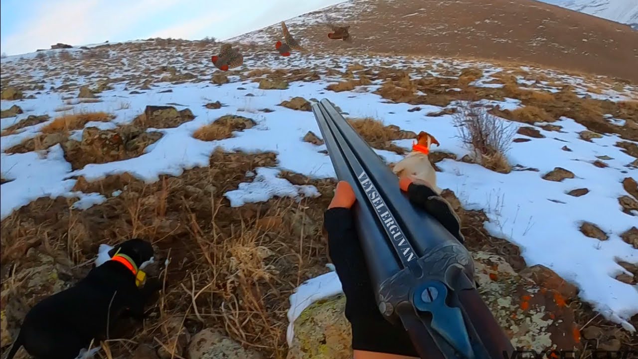 2021 tavşan keklik avlarıPartridge huntPartridge and rabbit