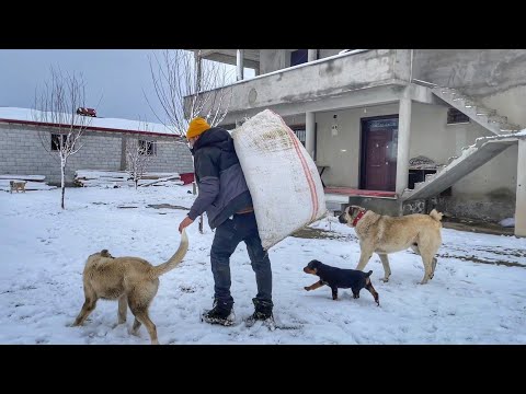KARLI BİR GÜNDE KOYUN VE KUZULARIN BAKIMI--feeding of