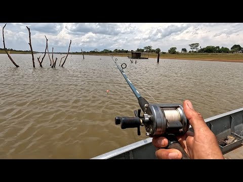 Pescaria no Período da piracema caçada ao pirarucu Peixe