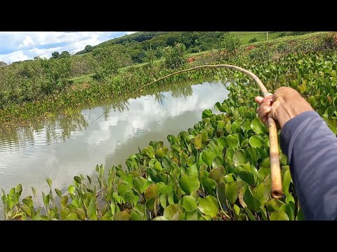 Pescaria caipira de tilapias nunca foi tão fácil assim era