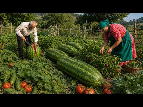 Harvesting Organic Watermelon, Tomatoes & Cucumbers in